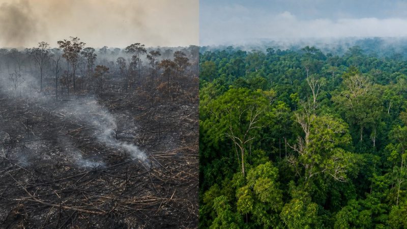 Amazon Burned Area Falls Sharply in Brazil