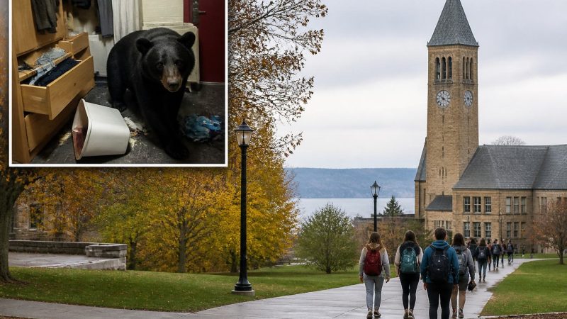 Cornell Adds Bear Processing Ban After Dorm Incident