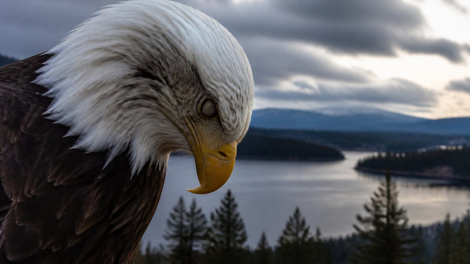 Big Bear bald eagle Jackie dies after ICU fight