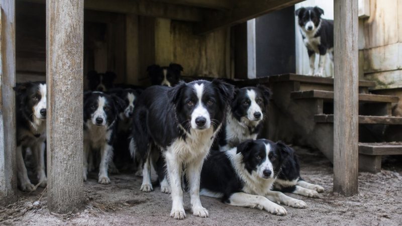 Border Collies Rescued From Florida Home Stunned Deputies