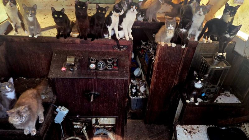 Tacoma cat boat rescue saves 30-plus felines