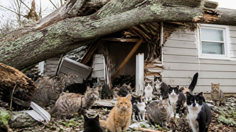 Long Island tree crash traps 37 cats in Westbury home