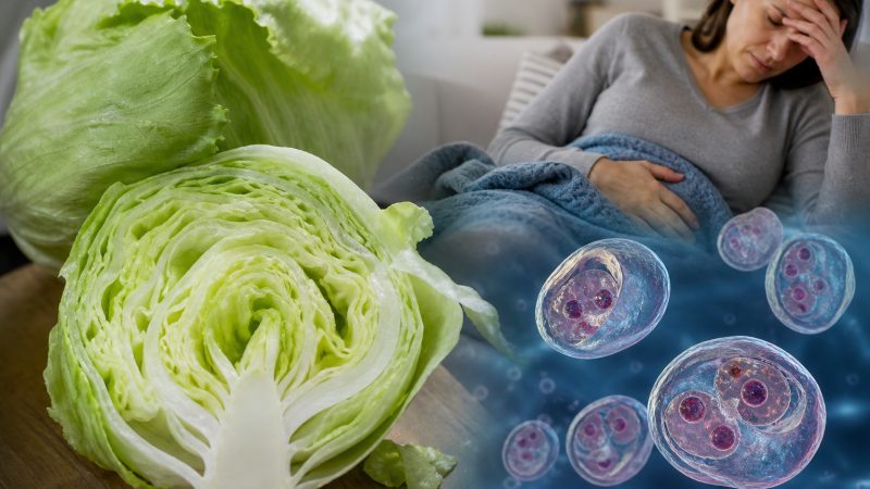 Iceberg Lettuce Tied to Cyclosporiasis Outbreak