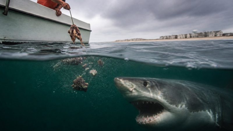 Jersey Shore Shark Fears Rise Over Chumming