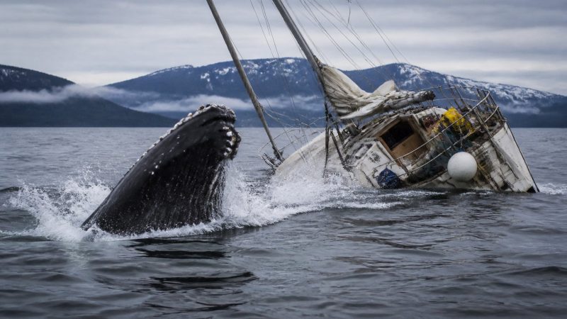 Humpback Whale Sinks Alaska Family's Sailboat