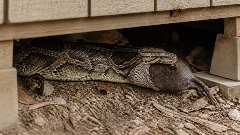 NJ Python Under Shed Had Big Meal Inside